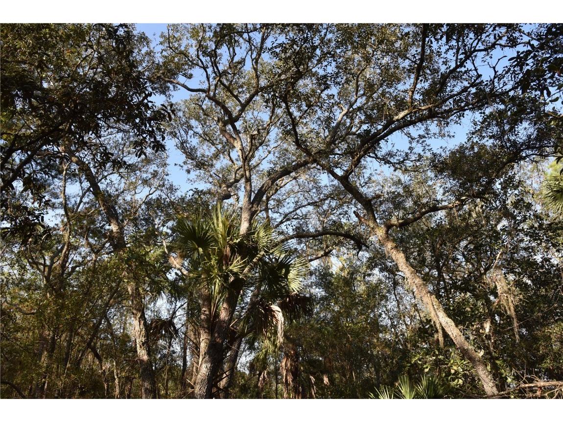 81 Clouds Ave Interlachen FL 32148 OM715398 image41