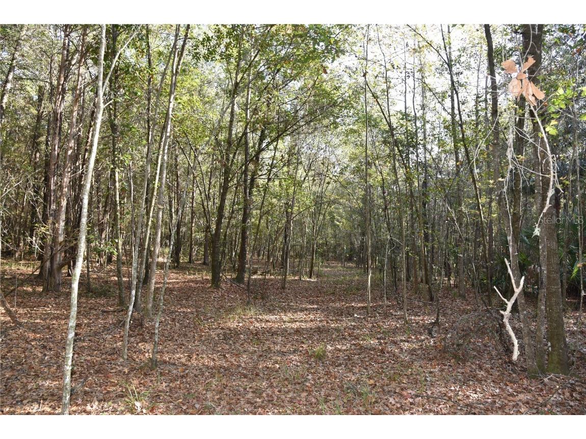 81 Clouds Ave Interlachen FL 32148 OM715398 image42