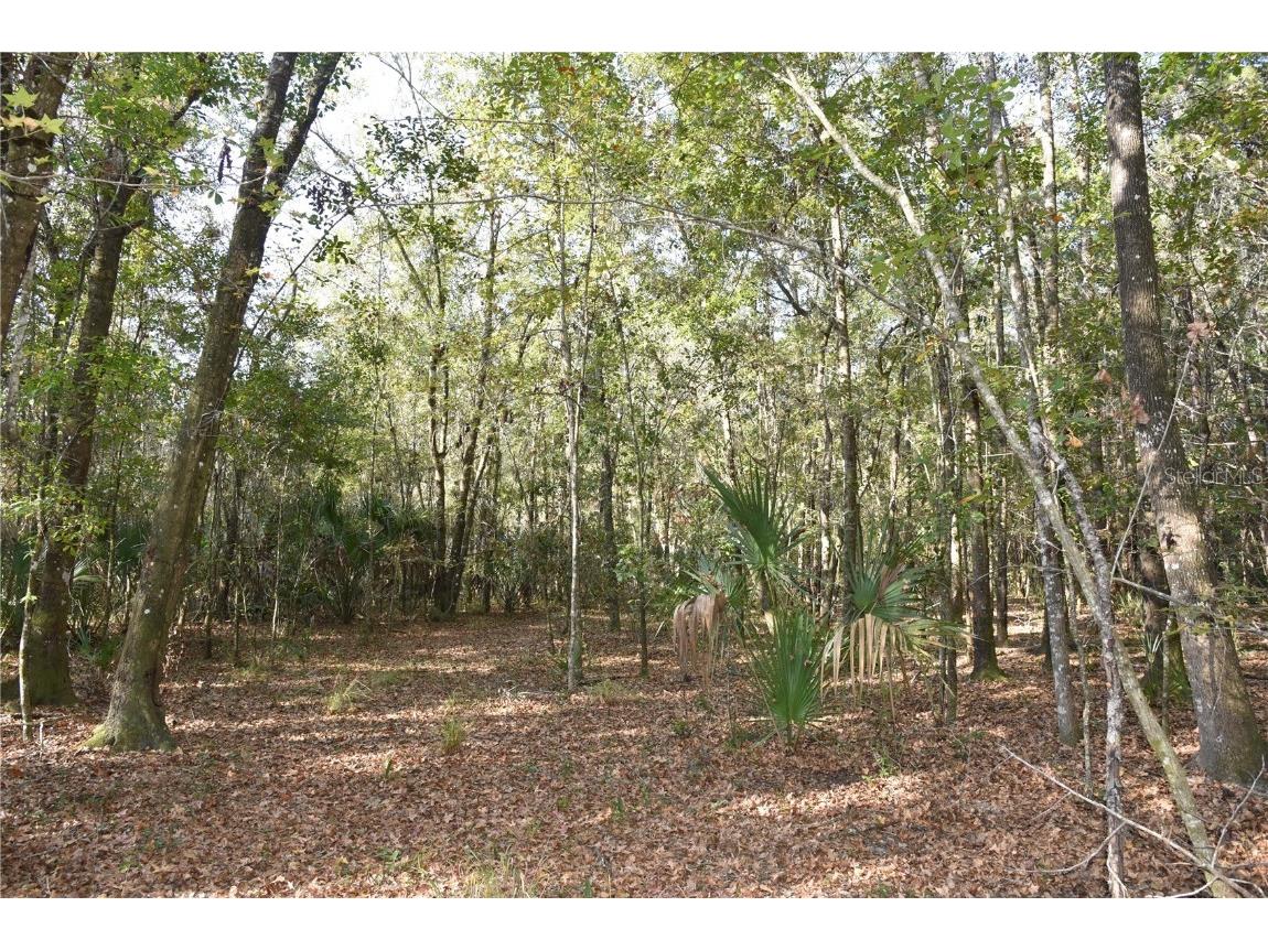 81 Clouds Ave Interlachen FL 32148 OM715398 image43