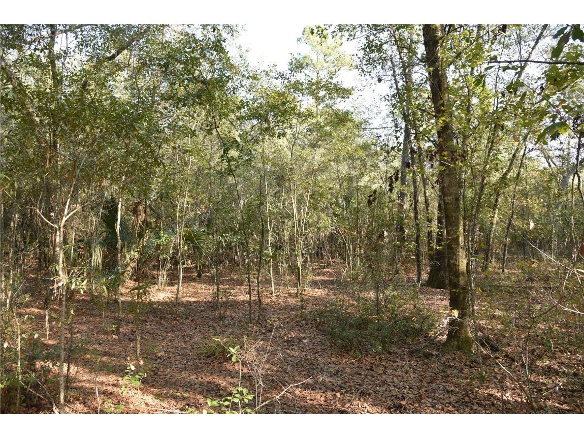 81 Clouds Ave Interlachen FL 32148 OM715398 image44