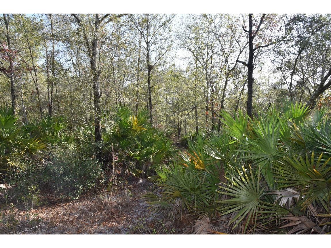 81 Clouds Ave Interlachen FL 32148 OM715398 image45