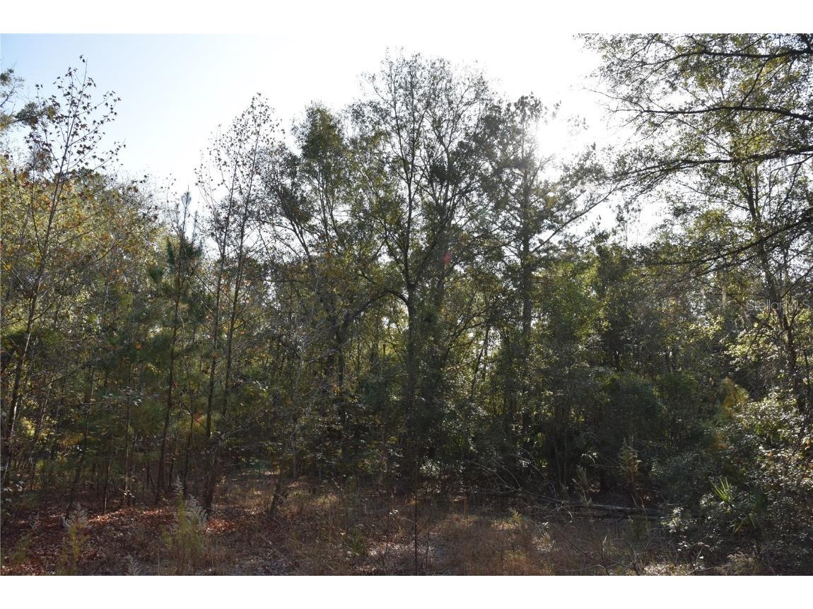 81 Clouds Ave Interlachen FL 32148 OM715398 image47