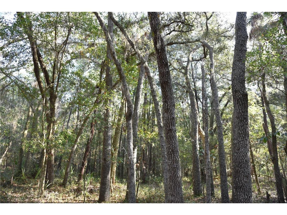 81 Clouds Ave Interlachen FL 32148 OM715398 image50