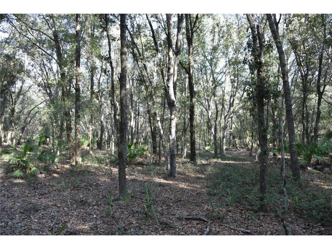 81 Clouds Ave Interlachen FL 32148 OM715398 image52