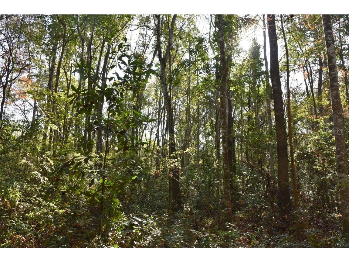 81 Clouds Ave Interlachen FL 32148 OM715398 image54