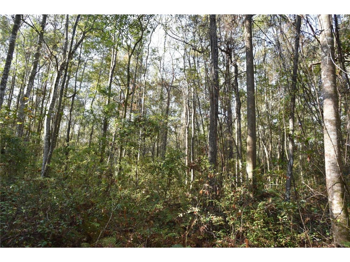 81 Clouds Ave Interlachen FL 32148 OM715398 image55