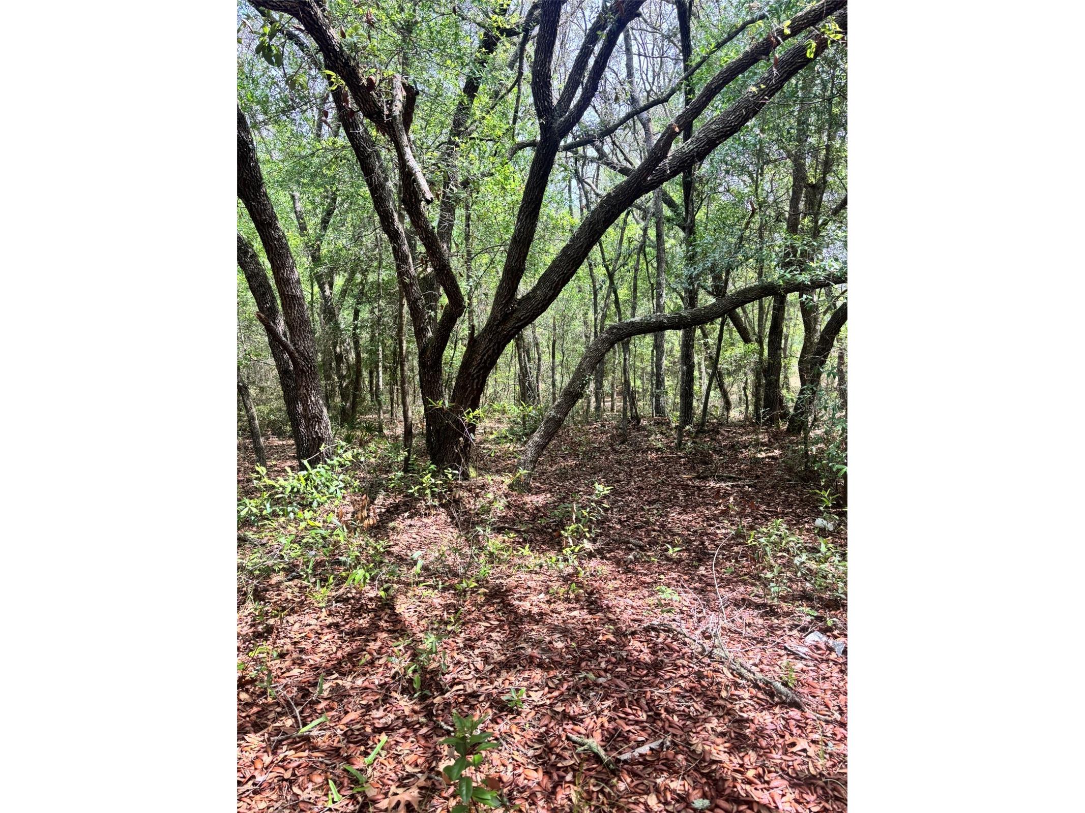 83rd Lane Bronson FL 32621 GC540764 image2