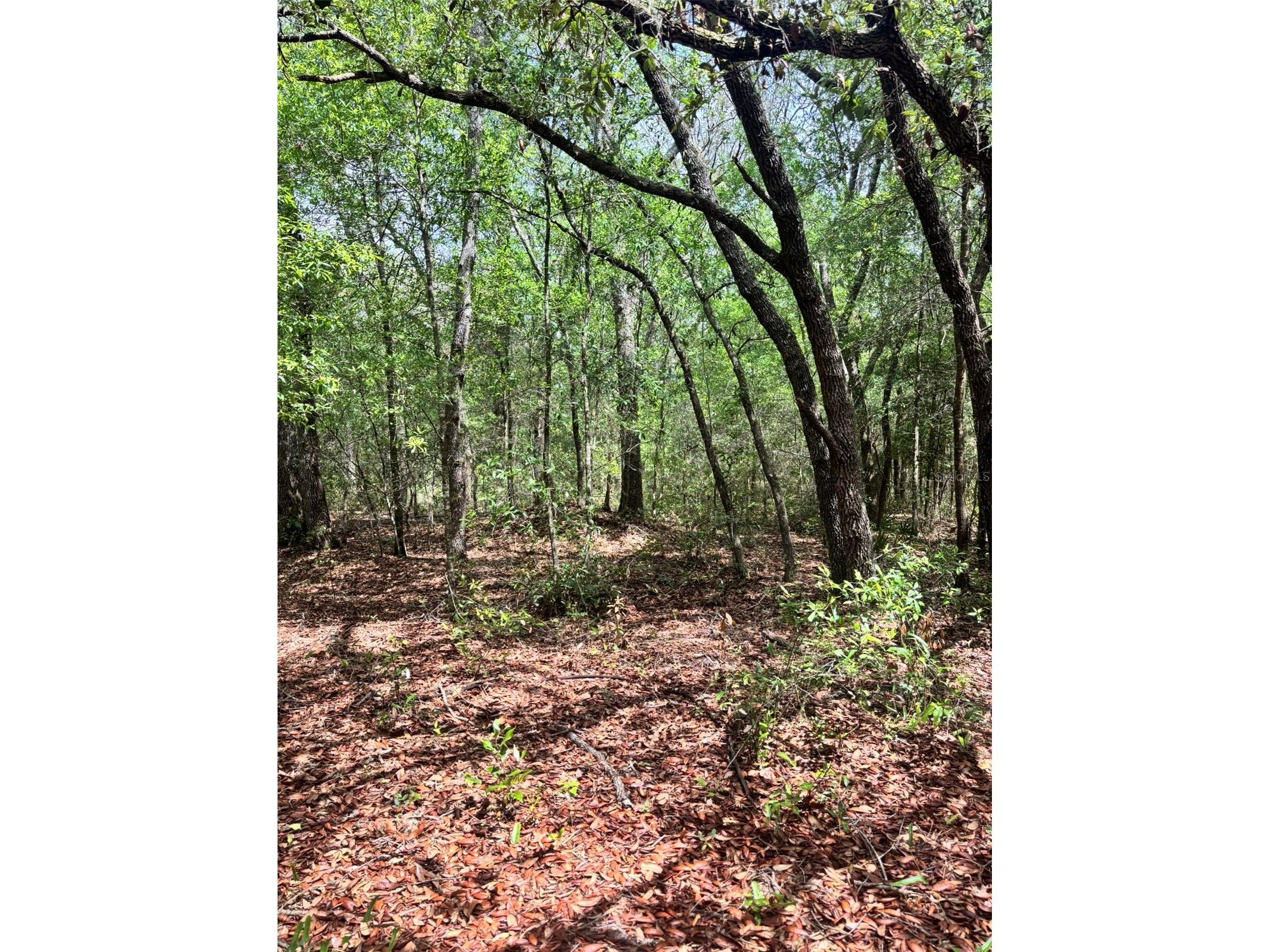 83rd Lane Bronson FL 32621 GC540764 image3