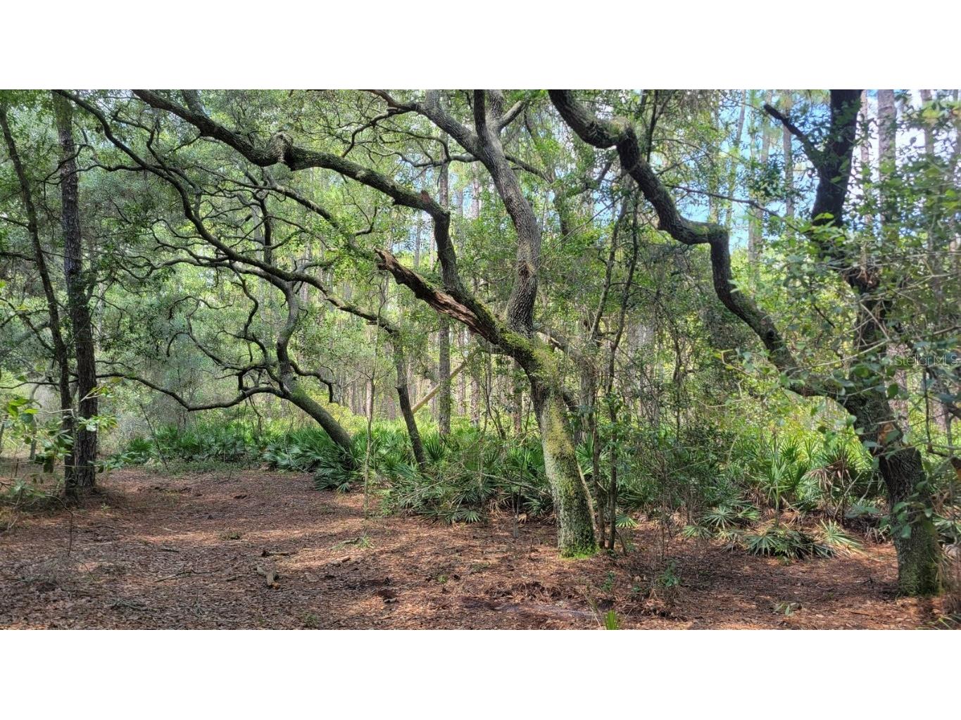 #9 - 12.51ac NE 127th St Fort Mc Coy FL 32134 OM668729 image1