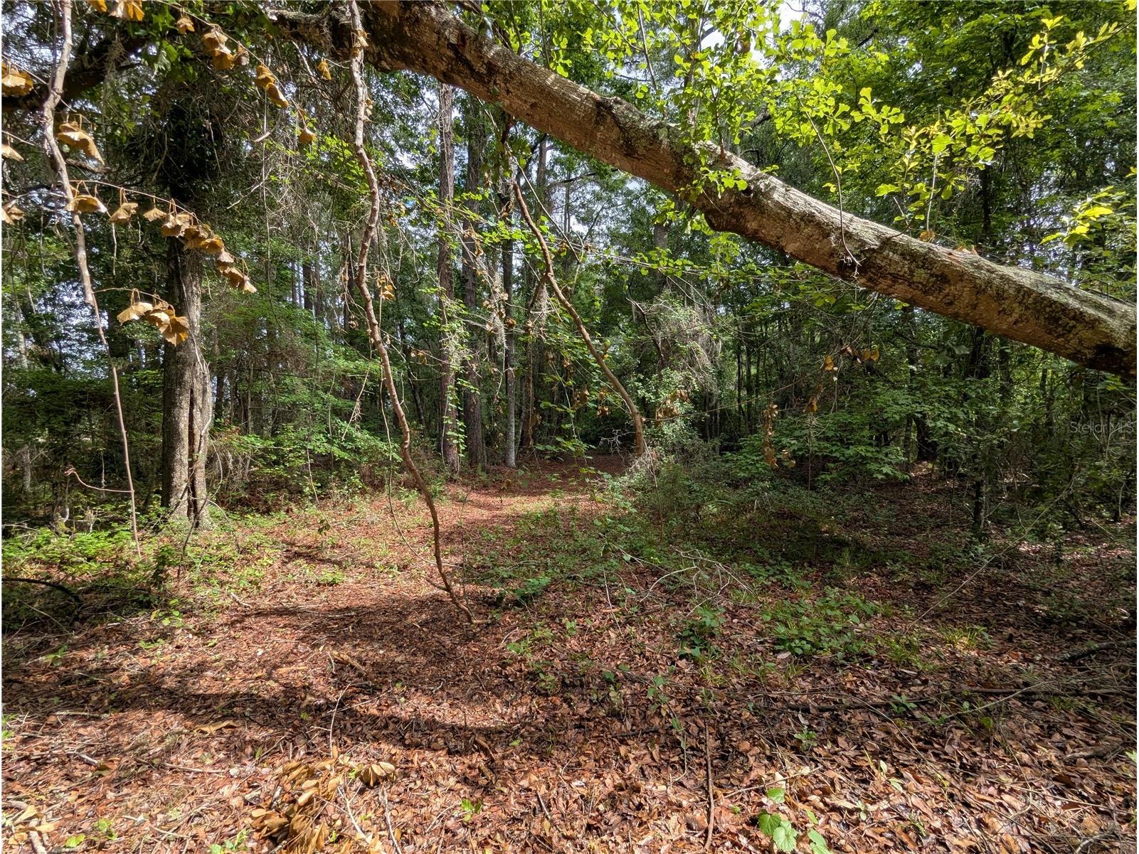 91st Street Alachua FL 32615 GC540233 image27