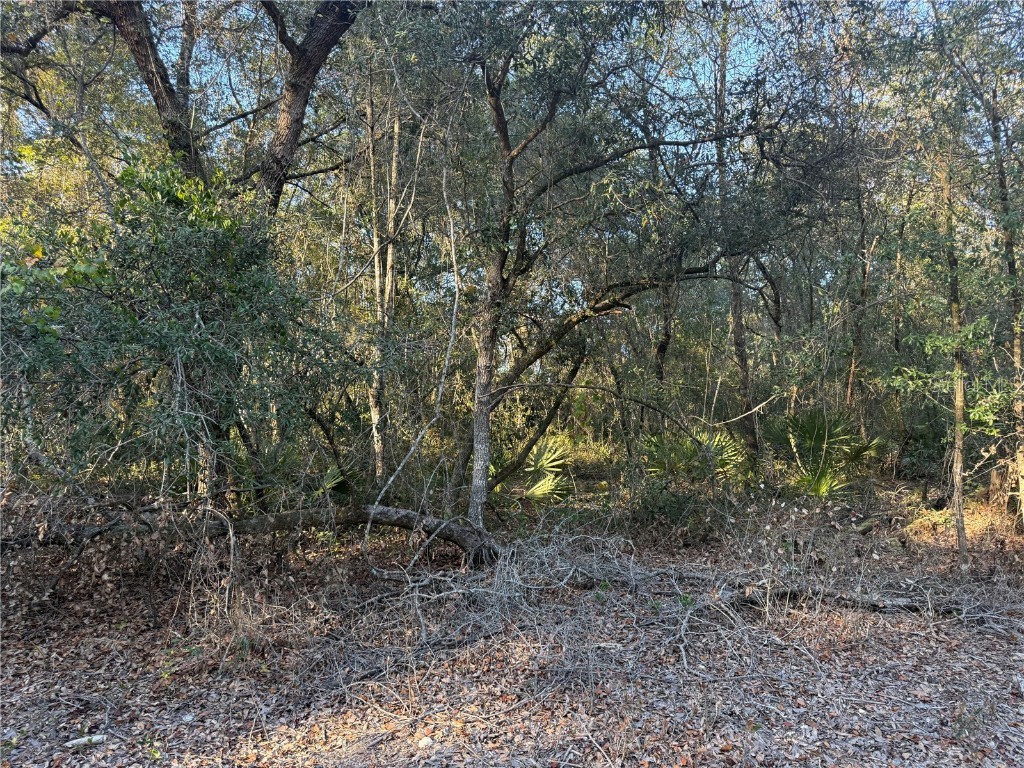 92nd Street Ocklawaha FL 32179 OM713763 image2