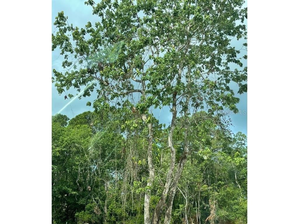 9th Avenue Deland FL 32724 J967422 image1