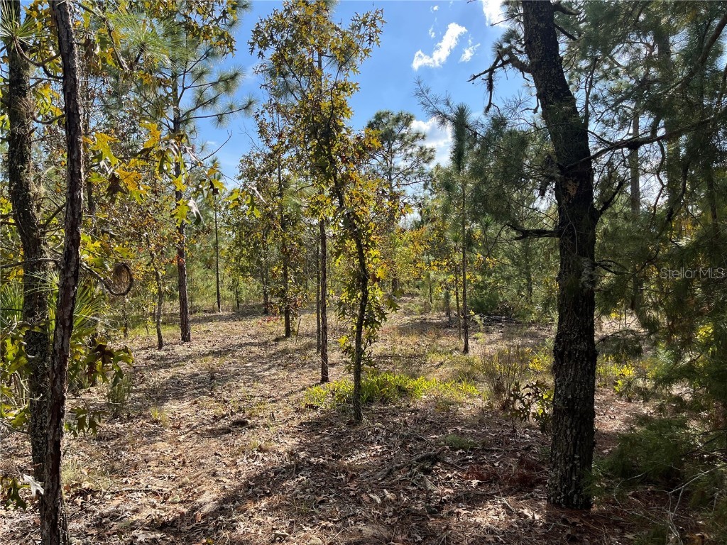 Acacia Interlachen FL 32148 OK221992 image1