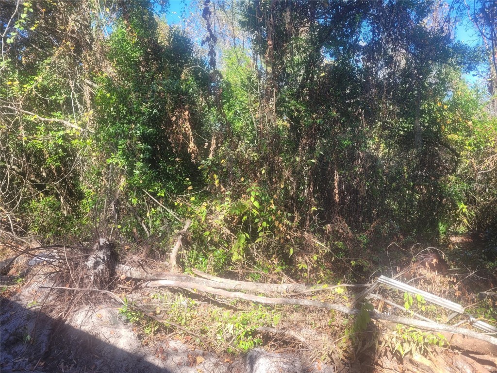 Adler Street New Port Richey FL 34654 W7880930 image2