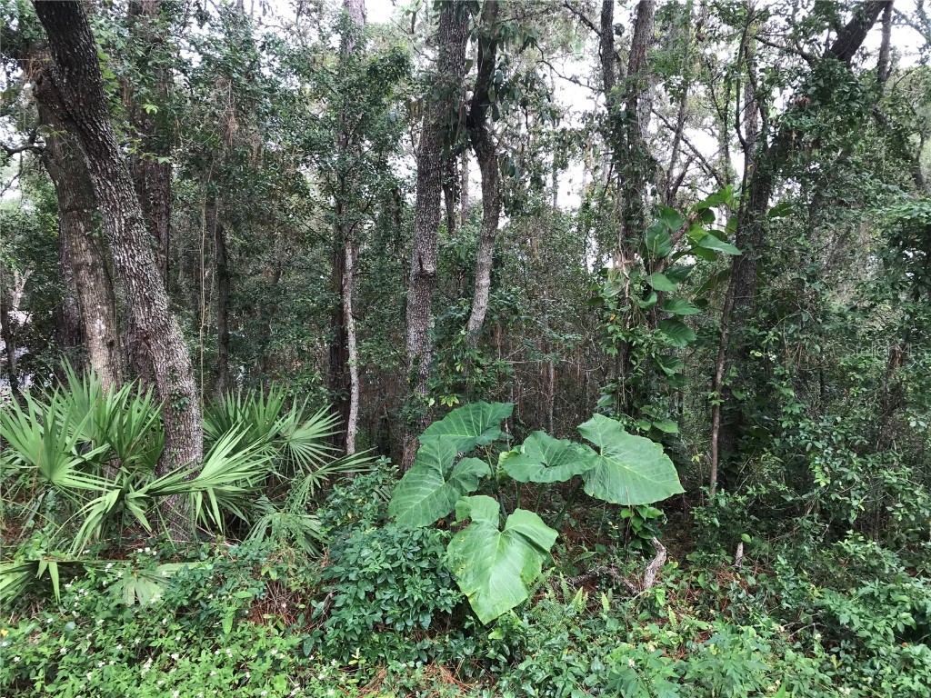 Albia Avenue Mount Plymouth FL 32776 O6146063 image1