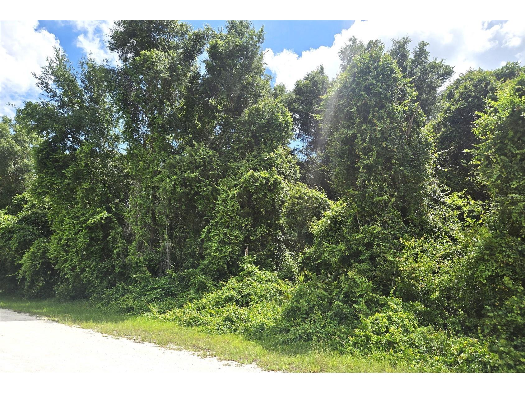 Alloy Street Webster FL 33597 W7886707 image3