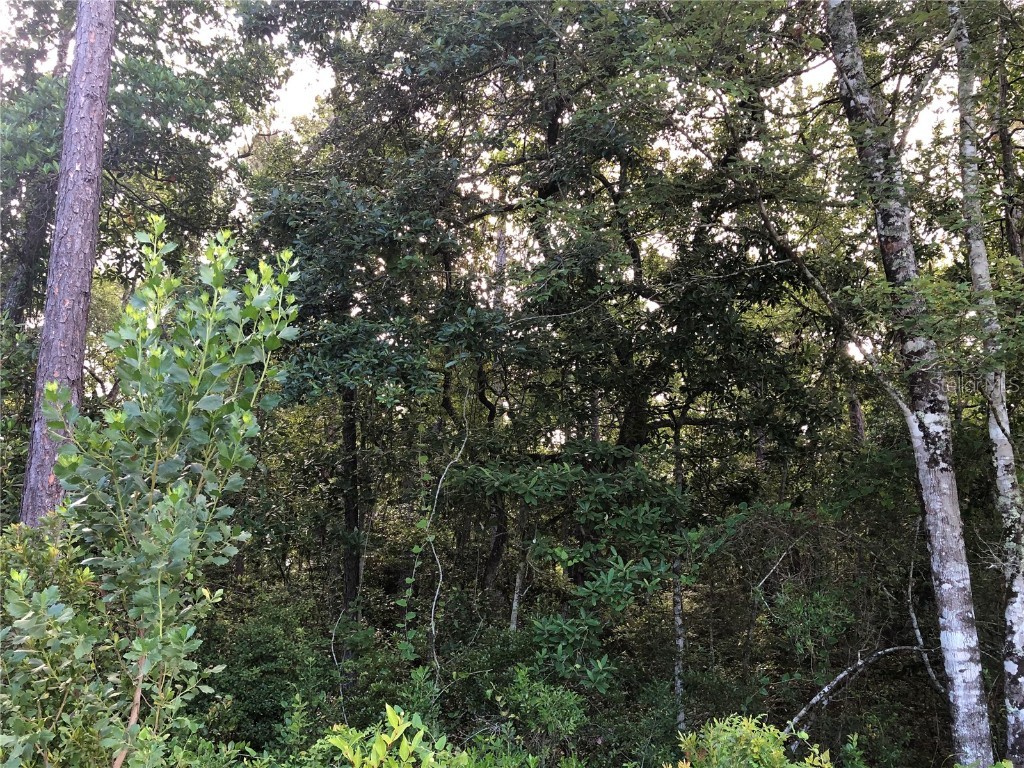 Als Satch Road Middleburg FL 32068 - BIG BRANCH CREEK OM652274 image1