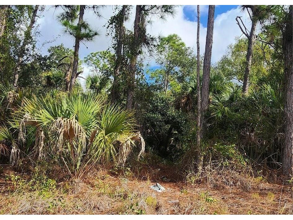 Ananas Road North Port FL 34288 C7519623 image1