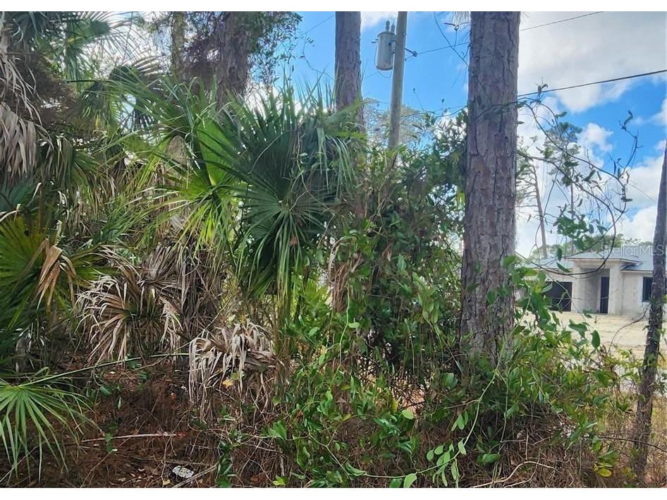 Ananas Road North Port FL 34288 C7519623 image4