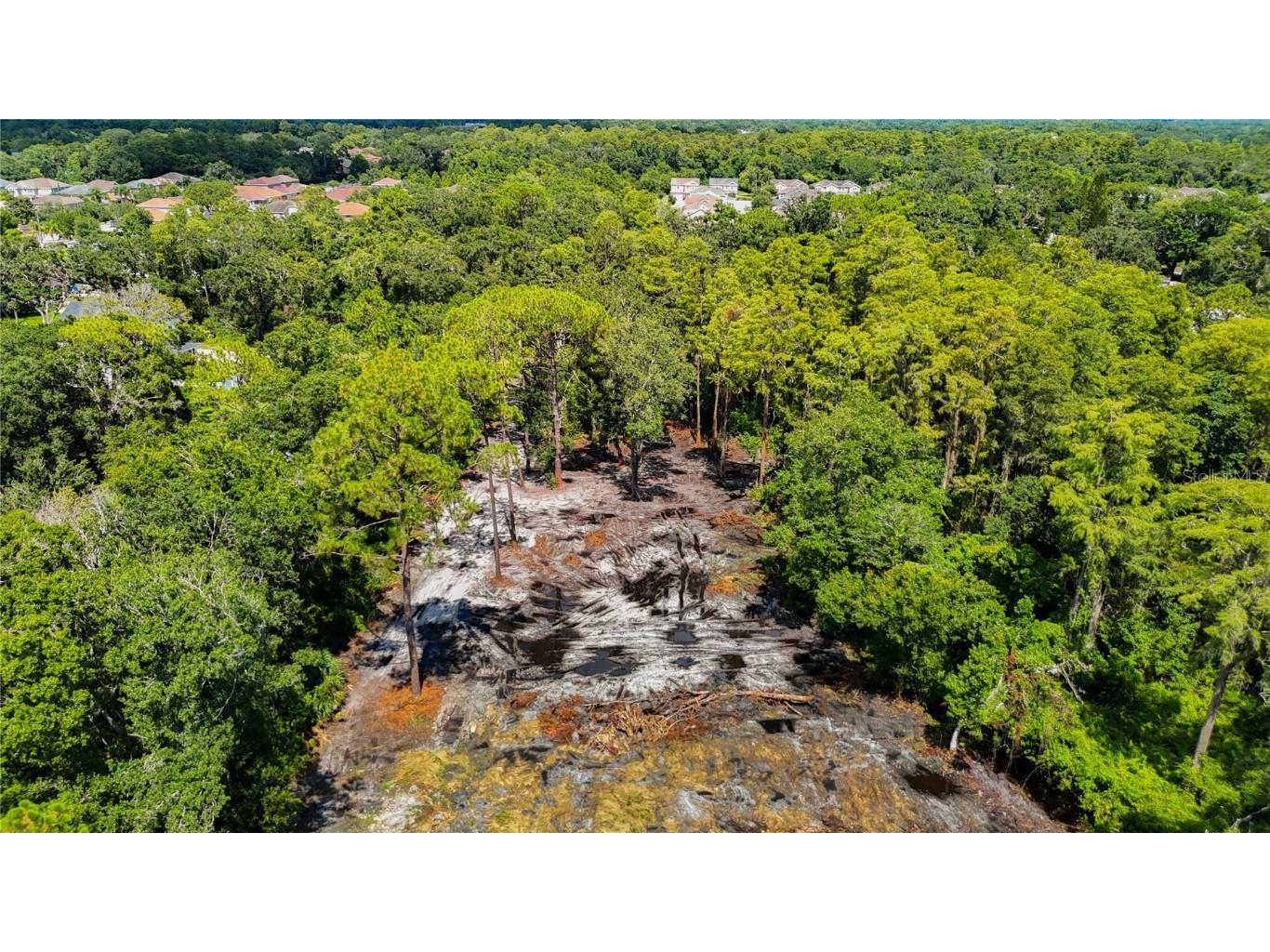 Anno Street Tampa FL 33625 TB8417683 image2