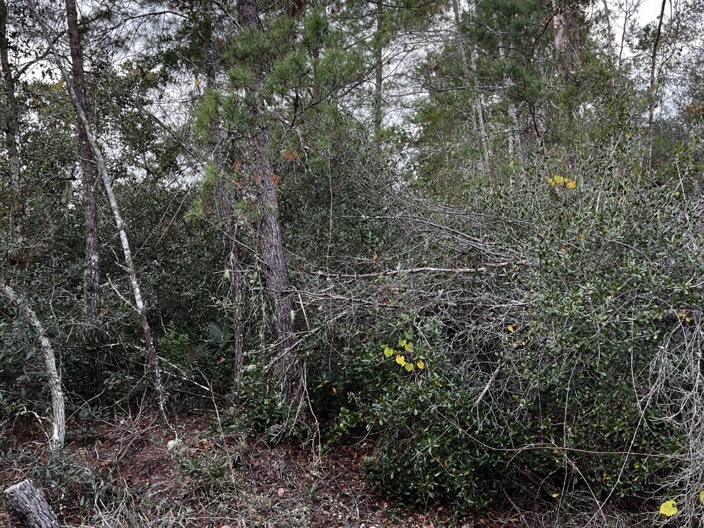 Apple Street Eustis FL 32736 V4940055 image1