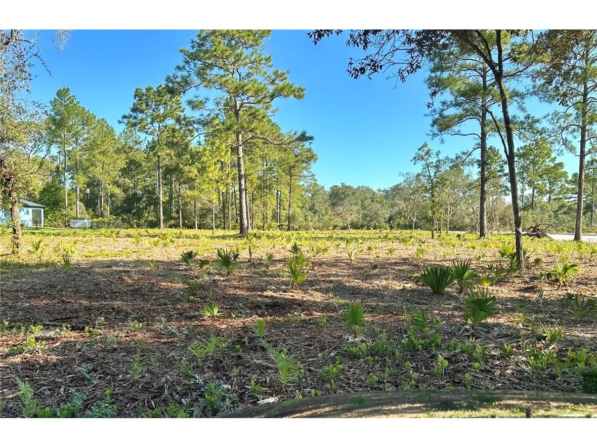 Apricot Avenue Eustis FL 32736 - LAKE NORRIS O6185649 image1