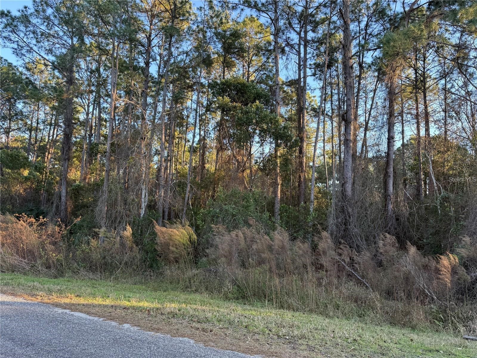 Apricot Avenue Eustis FL 32736 O6397860 image5