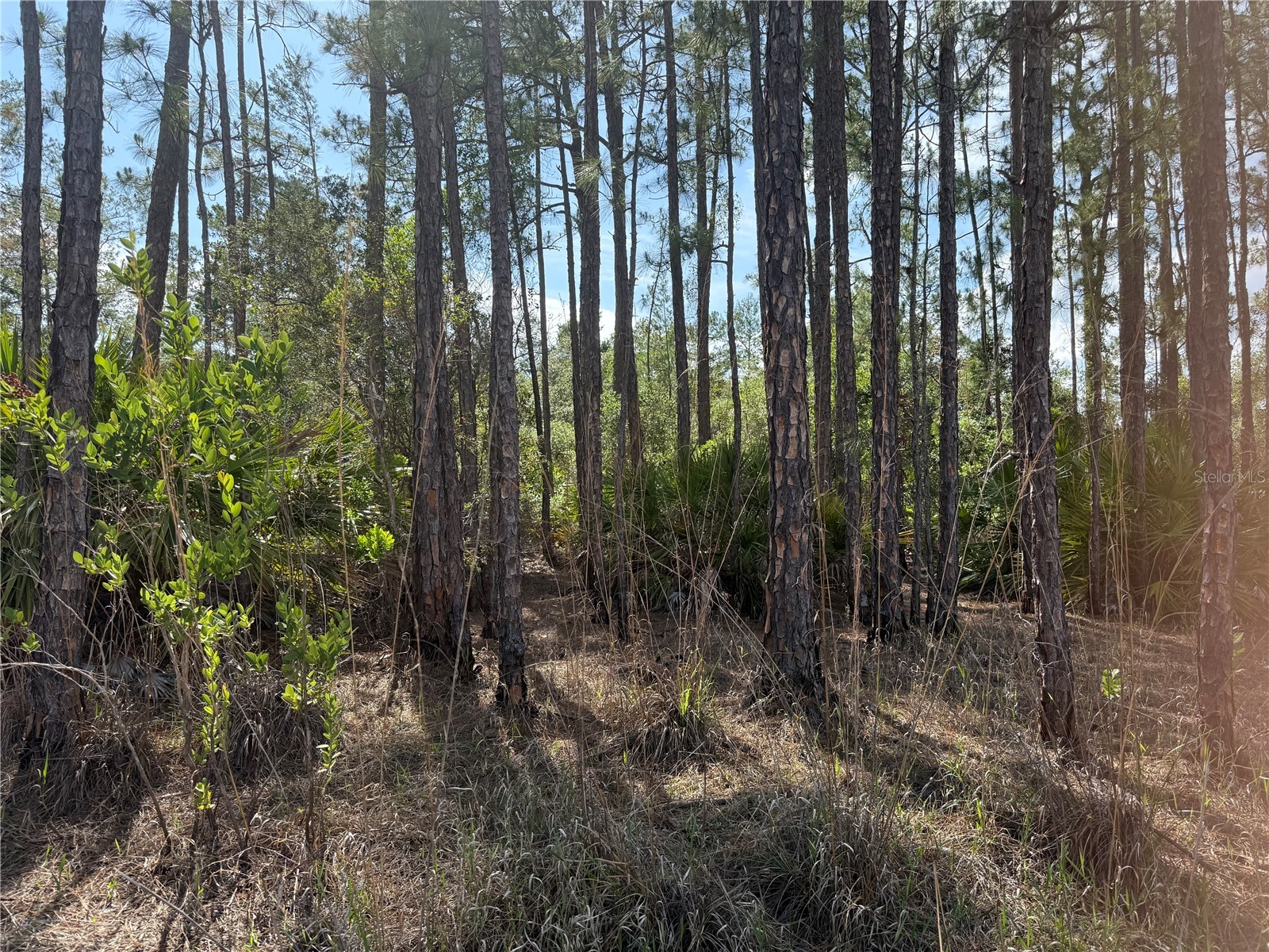 Aspen Street Eustis FL 32736 S5124433 image10