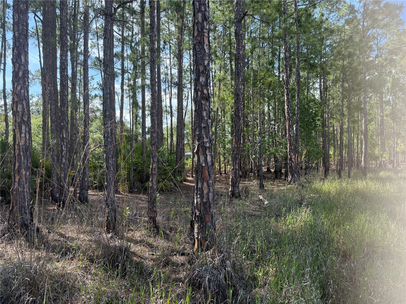Aspen Street Eustis FL 32736 S5124433 image11