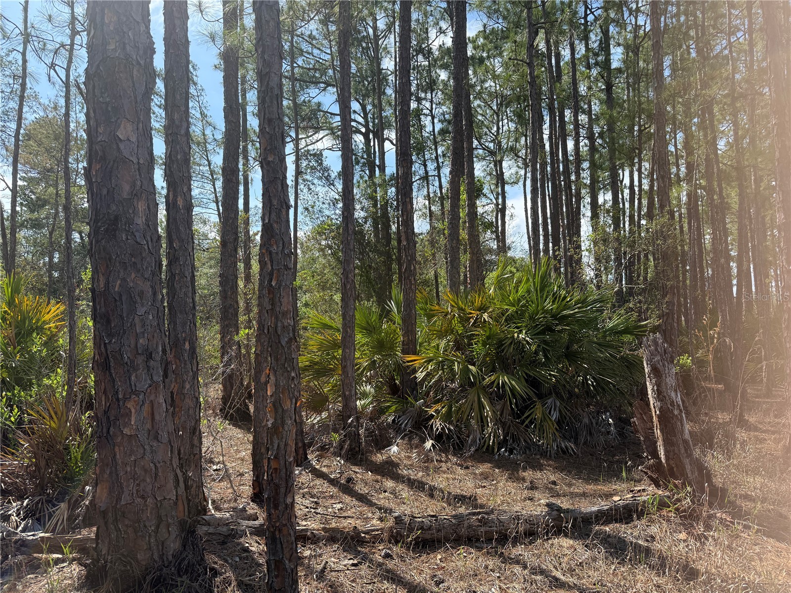 Aspen Street Eustis FL 32736 S5124433 image13