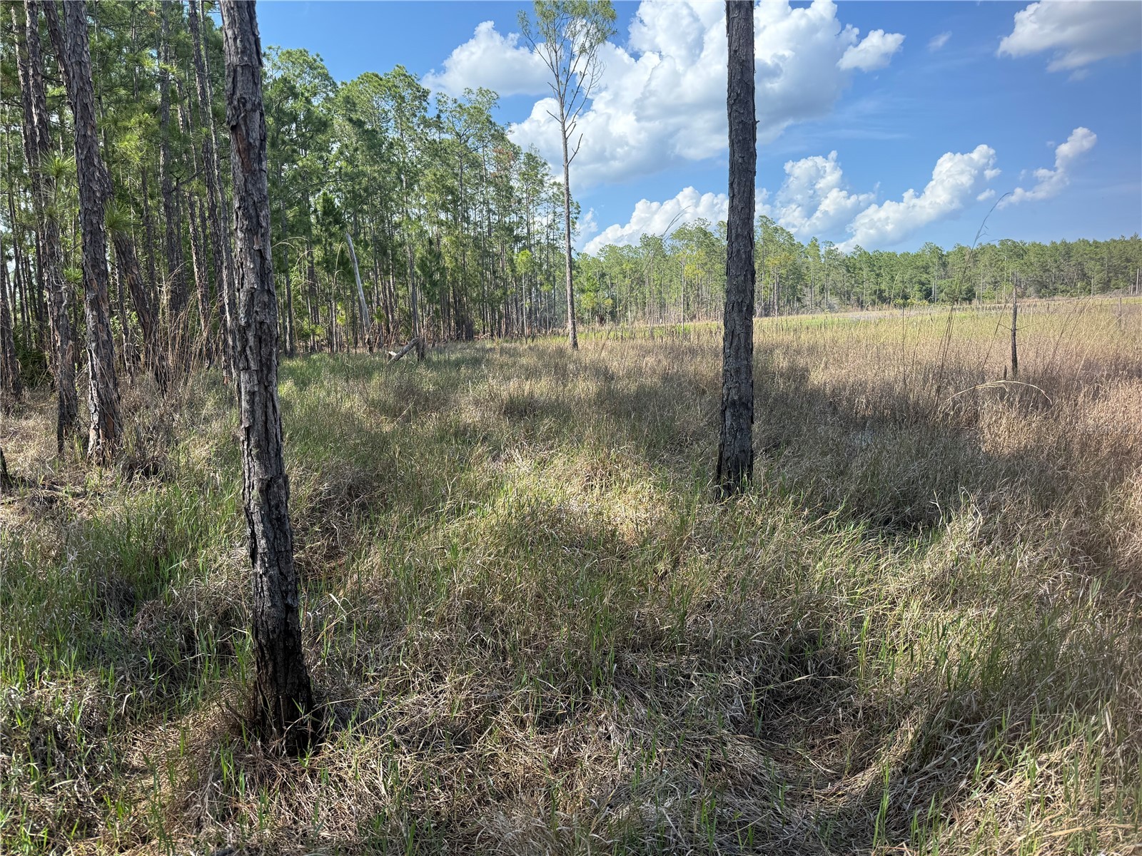 Aspen Street Eustis FL 32736 S5124433 image15