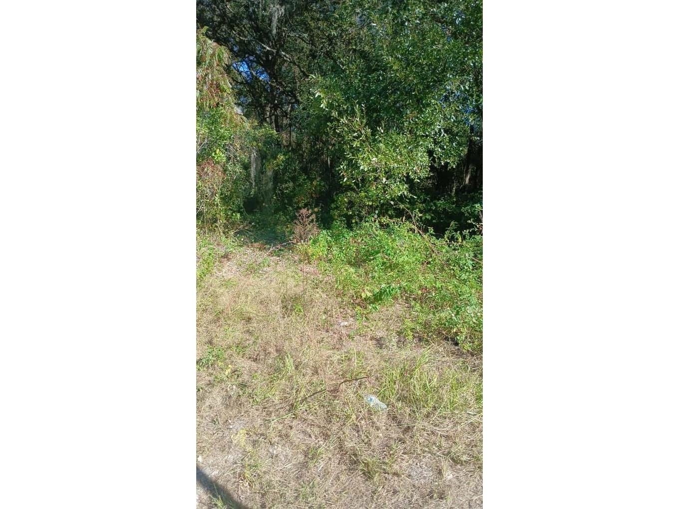 Avenue O Ormond Beach FL 32174 O6385084 image3
