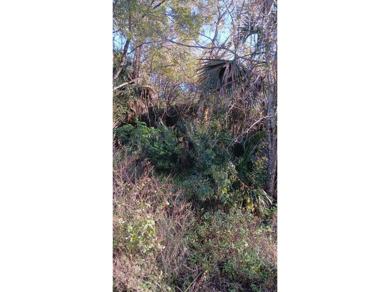 Avenue O Ormond Beach FL 32174 O6385084 image4