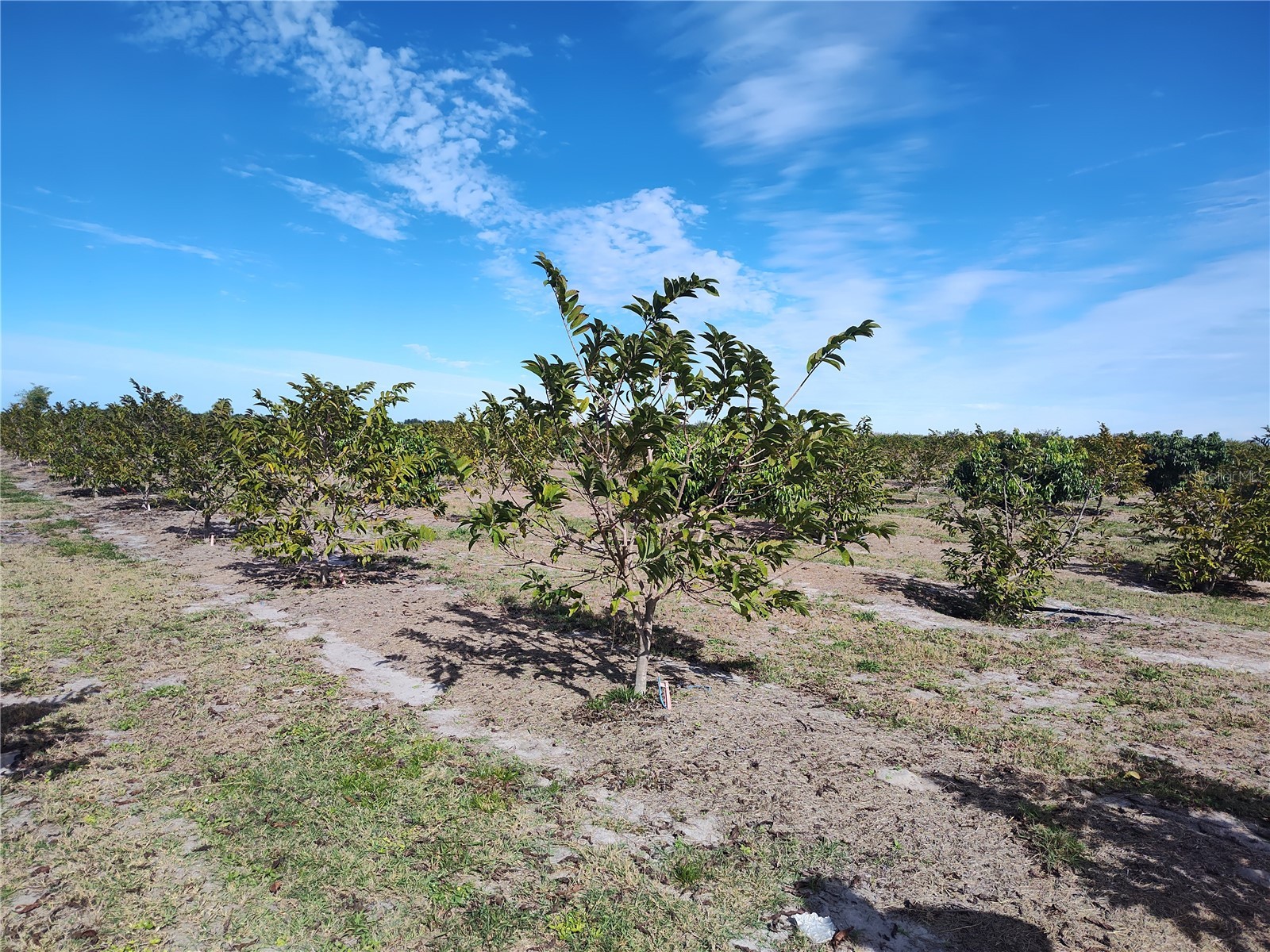  Arcadia FL 34266 C7521768 image10