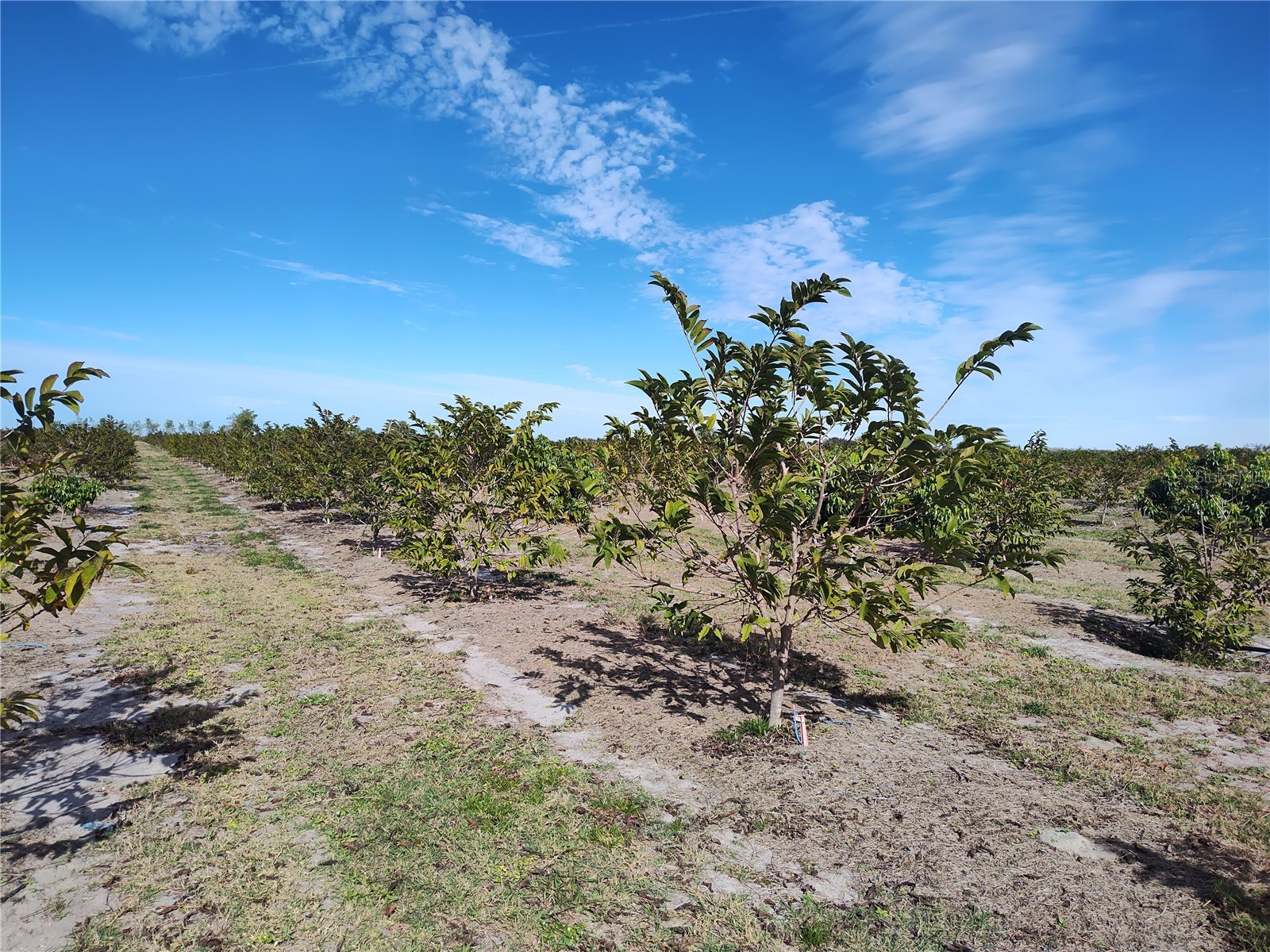  Arcadia FL 34266 C7521768 image11