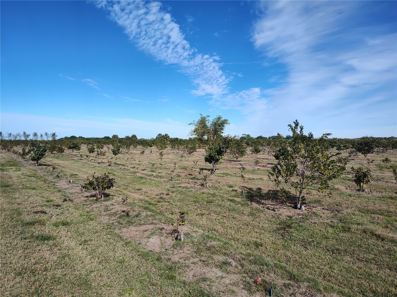  Arcadia FL 34266 C7521768 image17