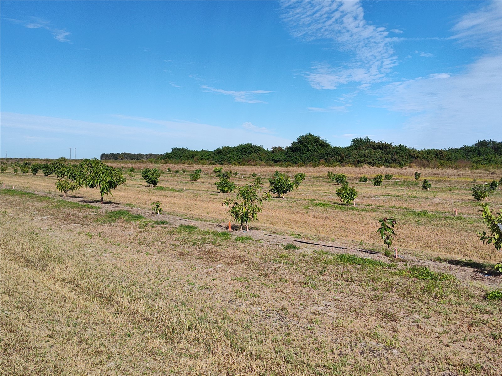  Arcadia FL 34266 C7521768 image20