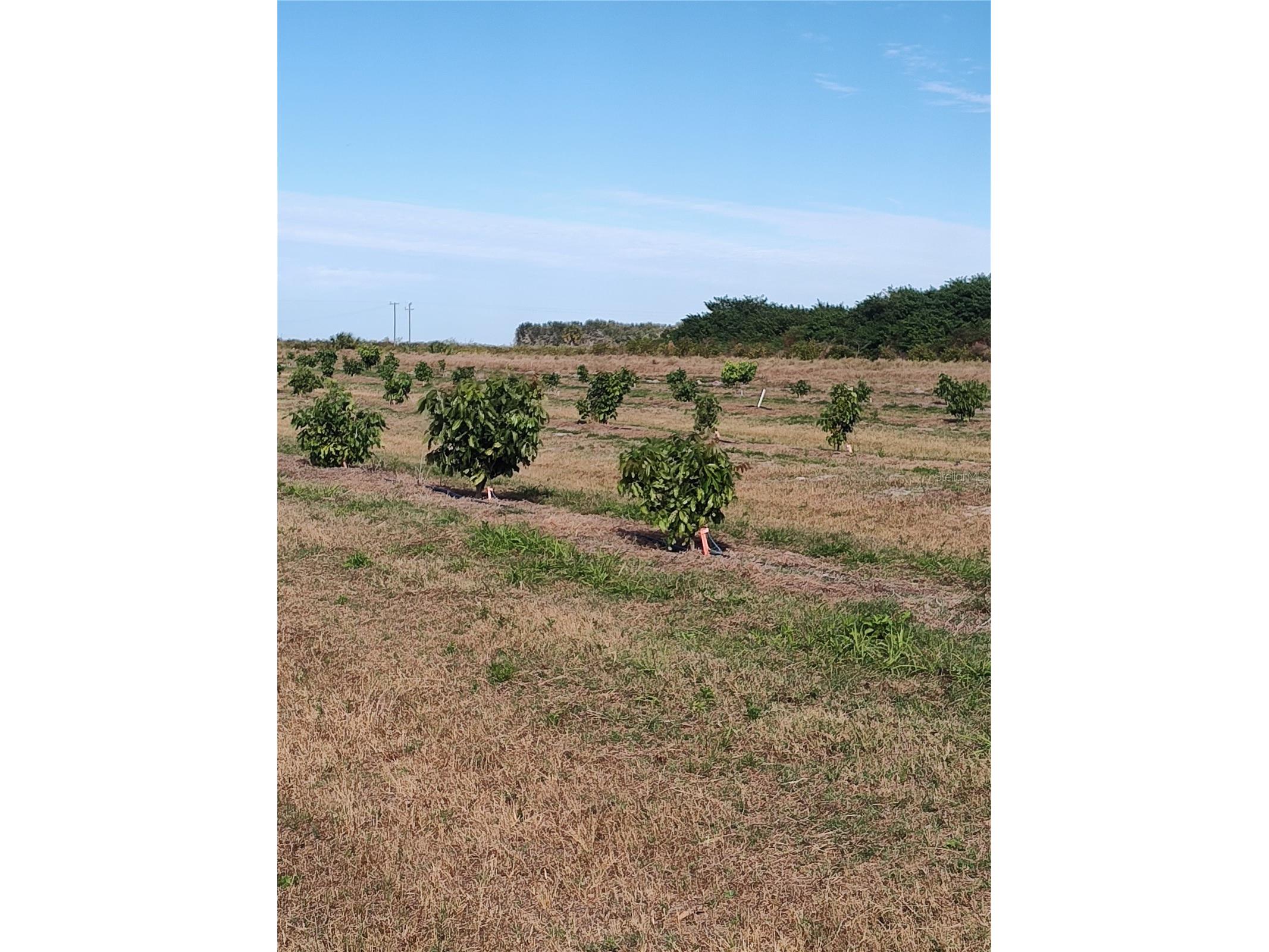  Arcadia FL 34266 C7521768 image24