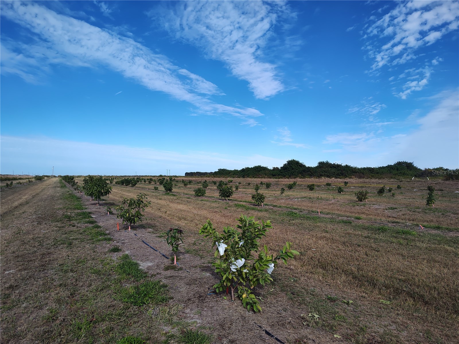  Arcadia FL 34266 C7521768 image25