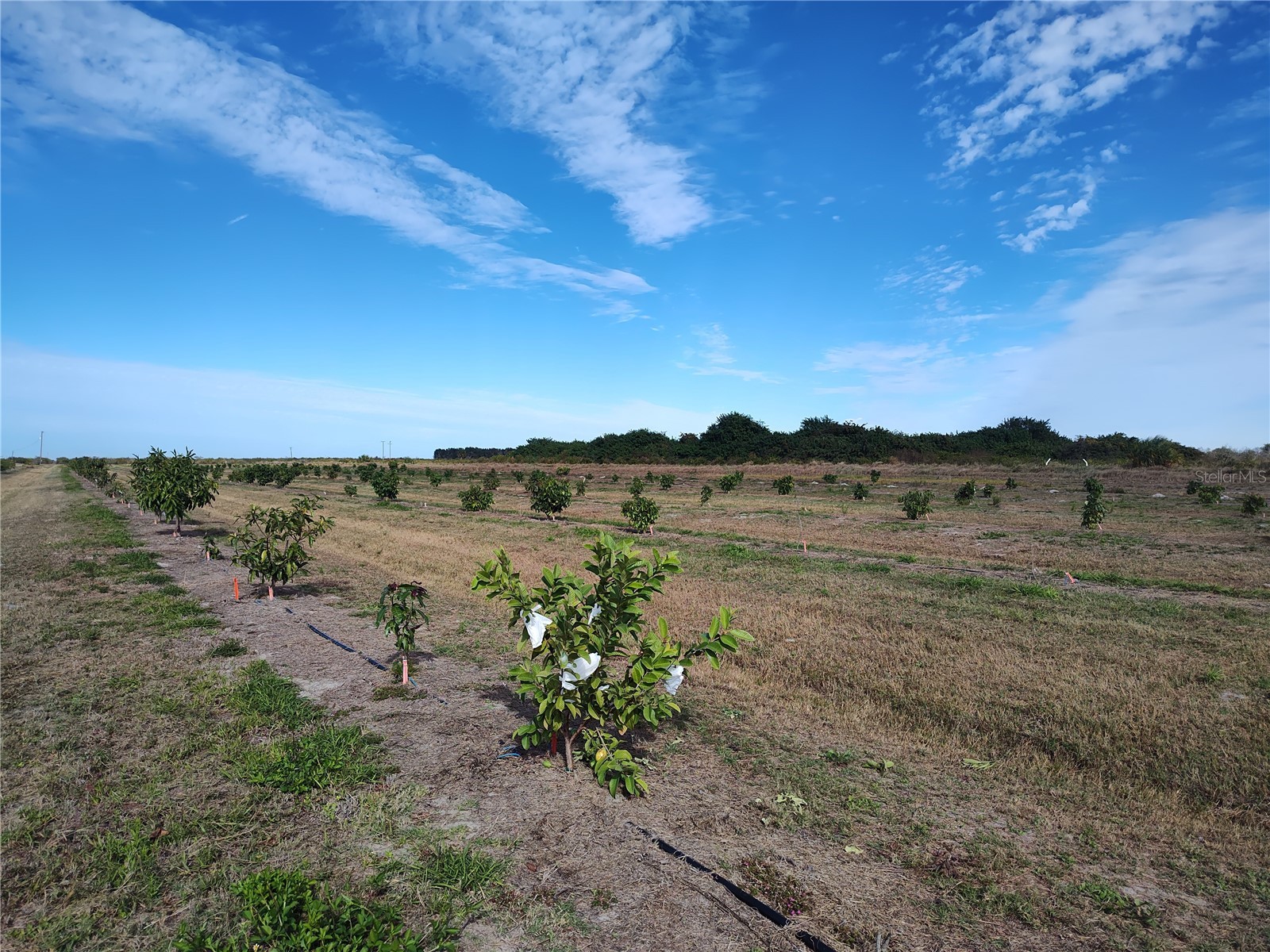  Arcadia FL 34266 C7521768 image26