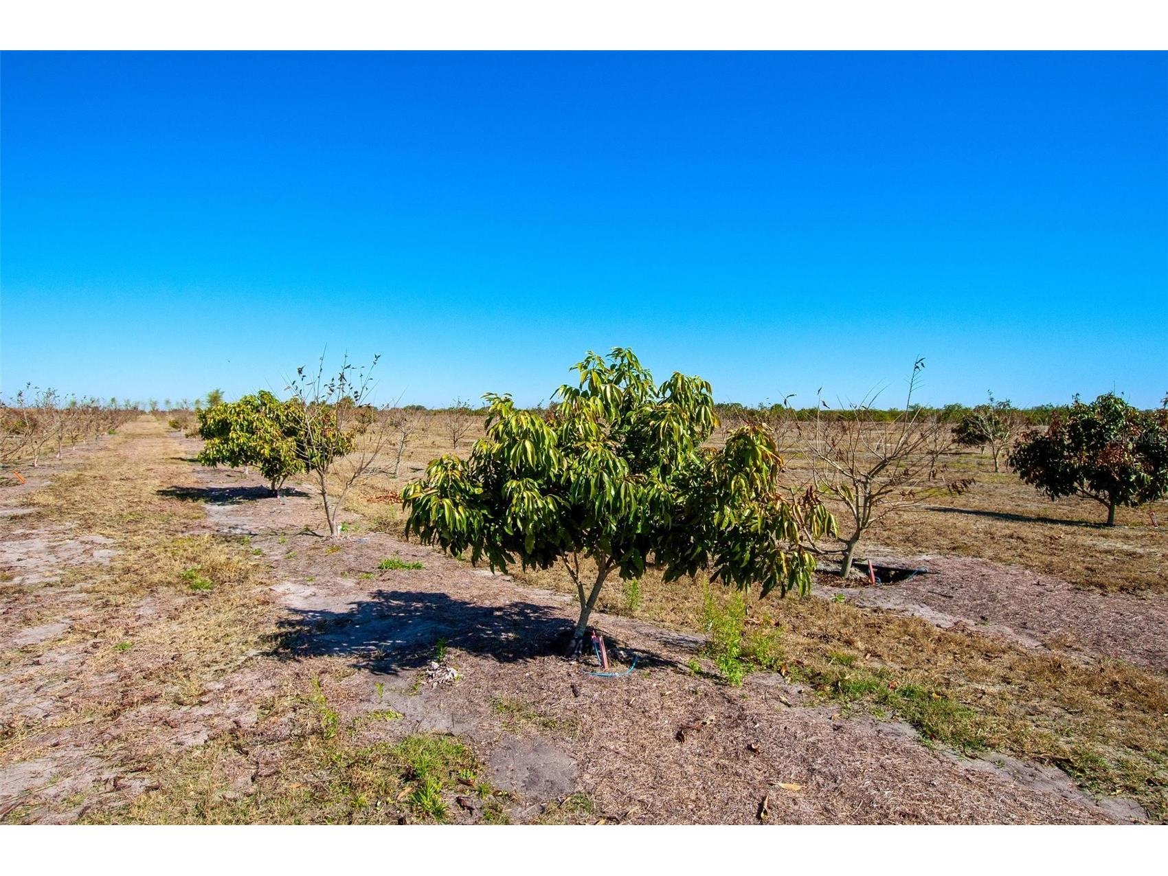 Arcadia FL 34266 C7521768 image9