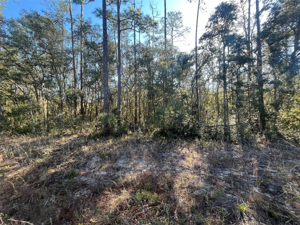 Banks Interlachen FL 32148 OK225024 image2