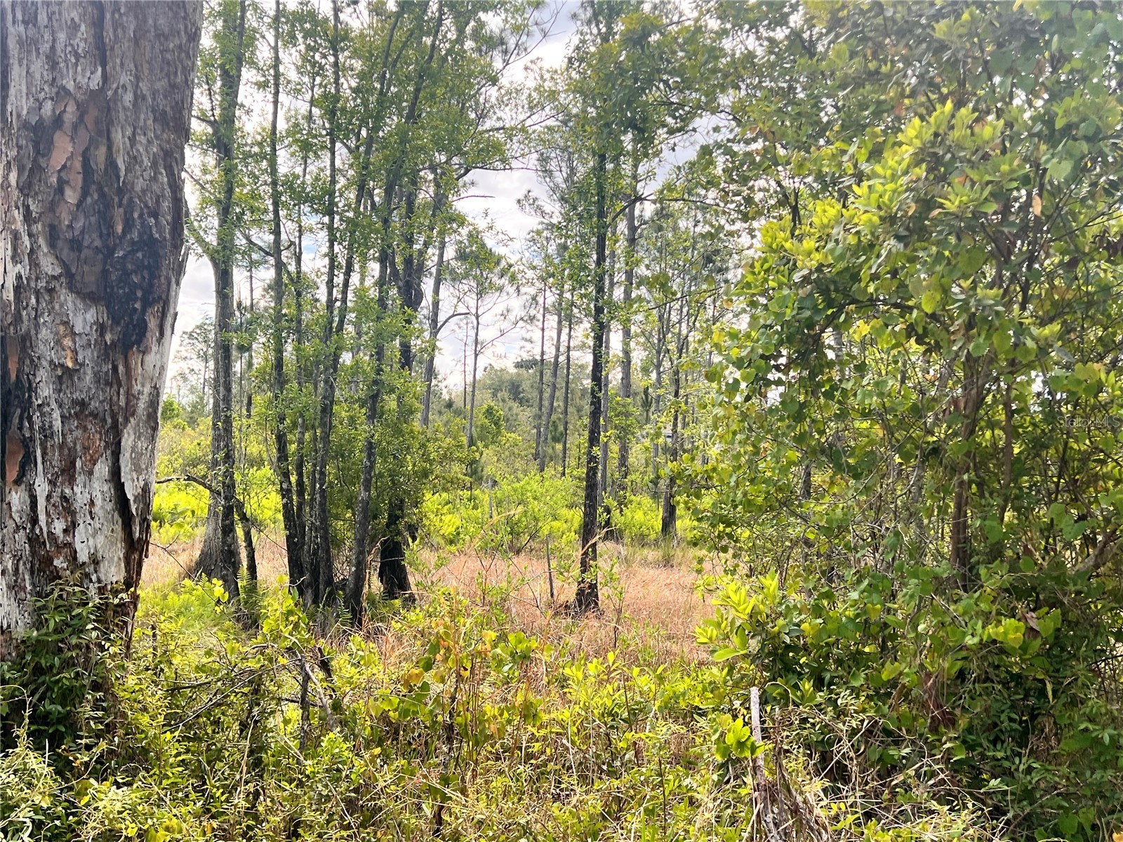 Banyan Street #UNIT NO. 1 Eustis FL 32736 - LAKE NORRIS LAKE MARION O6400802 image2