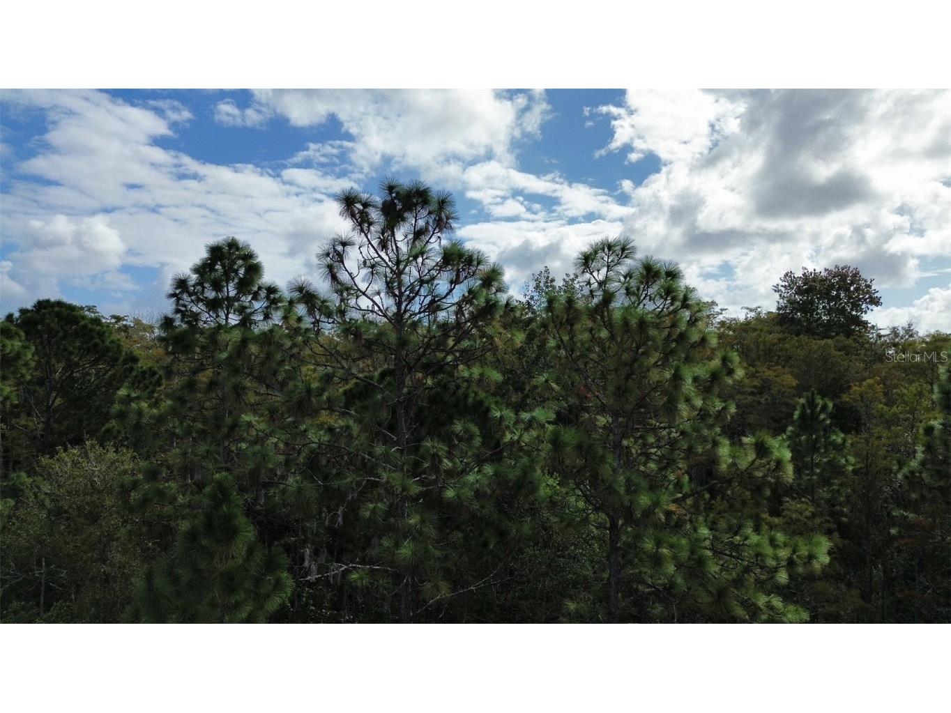 Bassett Avenue Orlando FL 32833 O6350450 image9