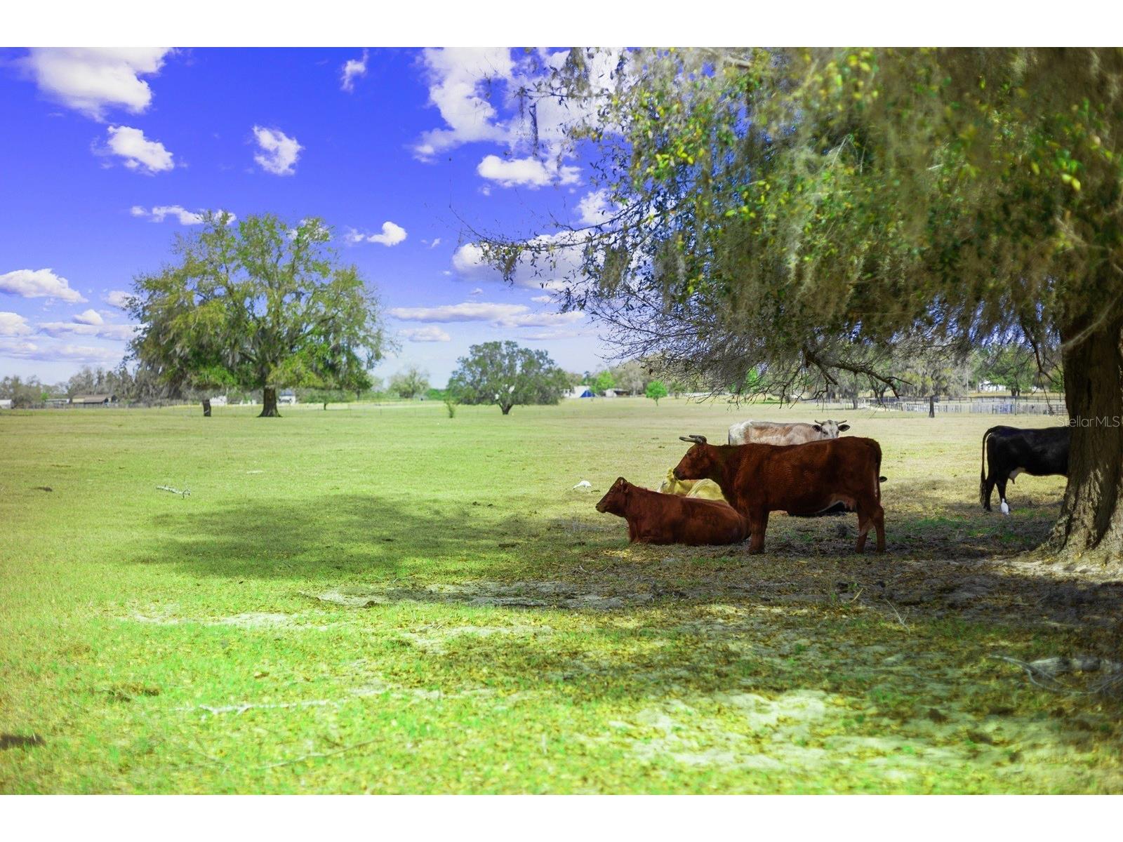 Bay Lake Road Groveland FL 34736 O6388058 image6