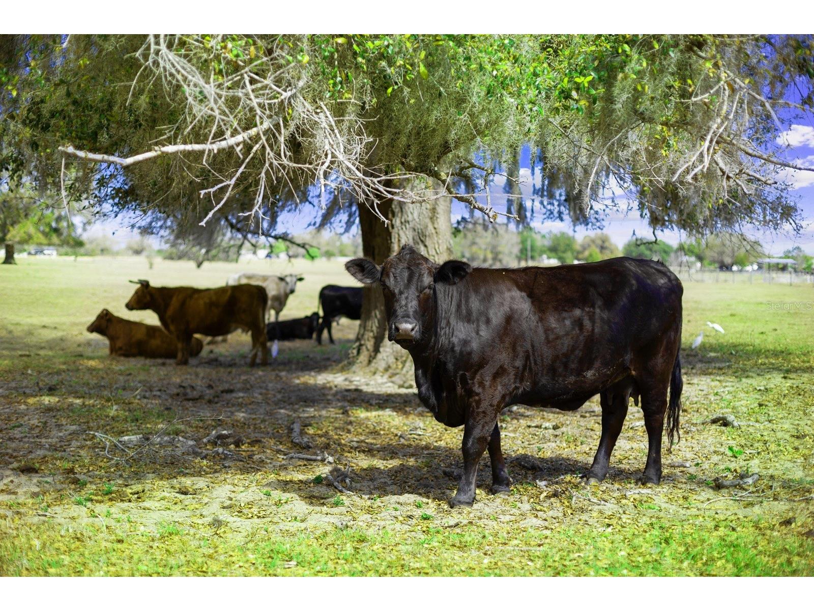 Bay Lake Road Groveland FL 34736 O6388058 image8