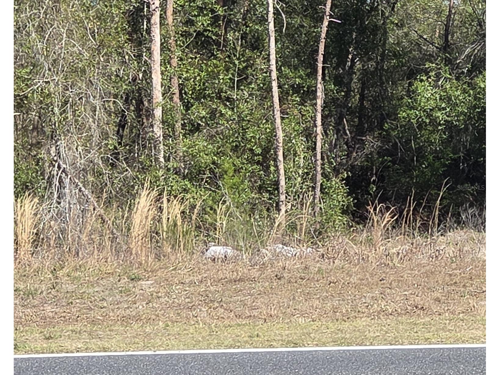 Bay Road Ocklawaha FL 32179 OM719904 image1