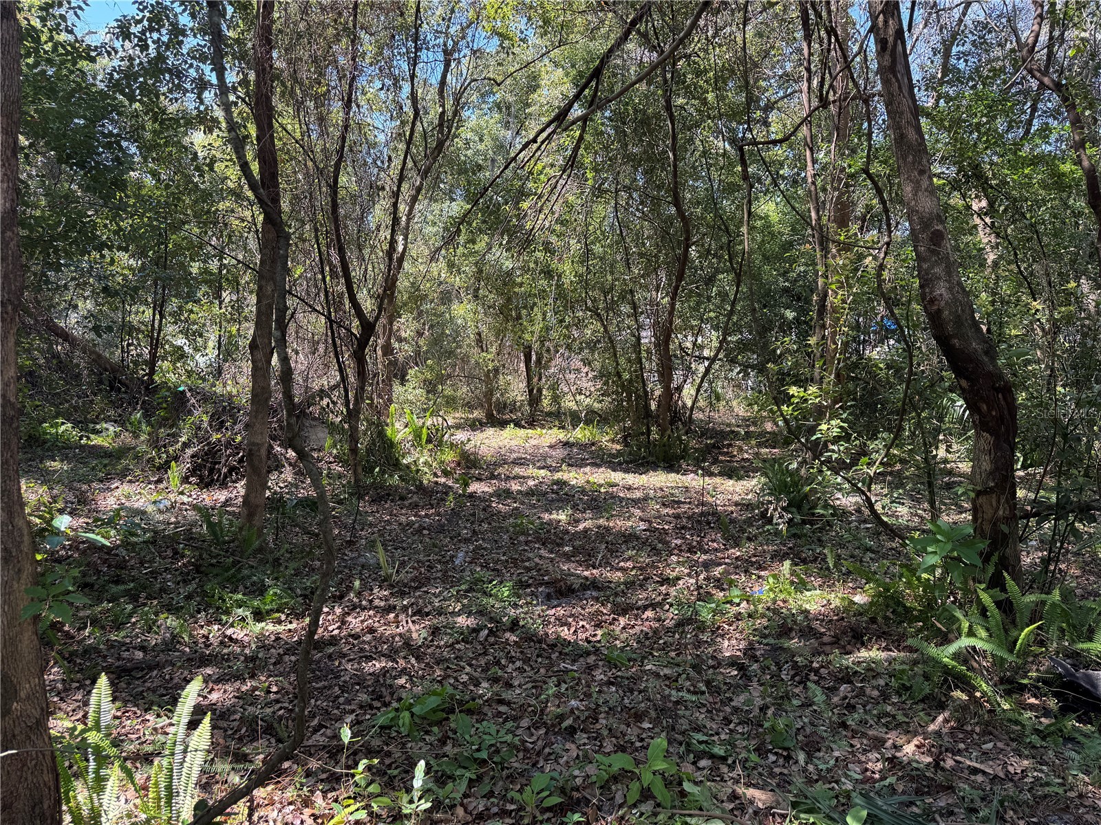 Beau Court Orange City FL 32763 V4945451 image6