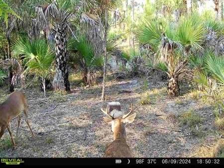 Benton Rd Naples FL 34117 OM695851 image1