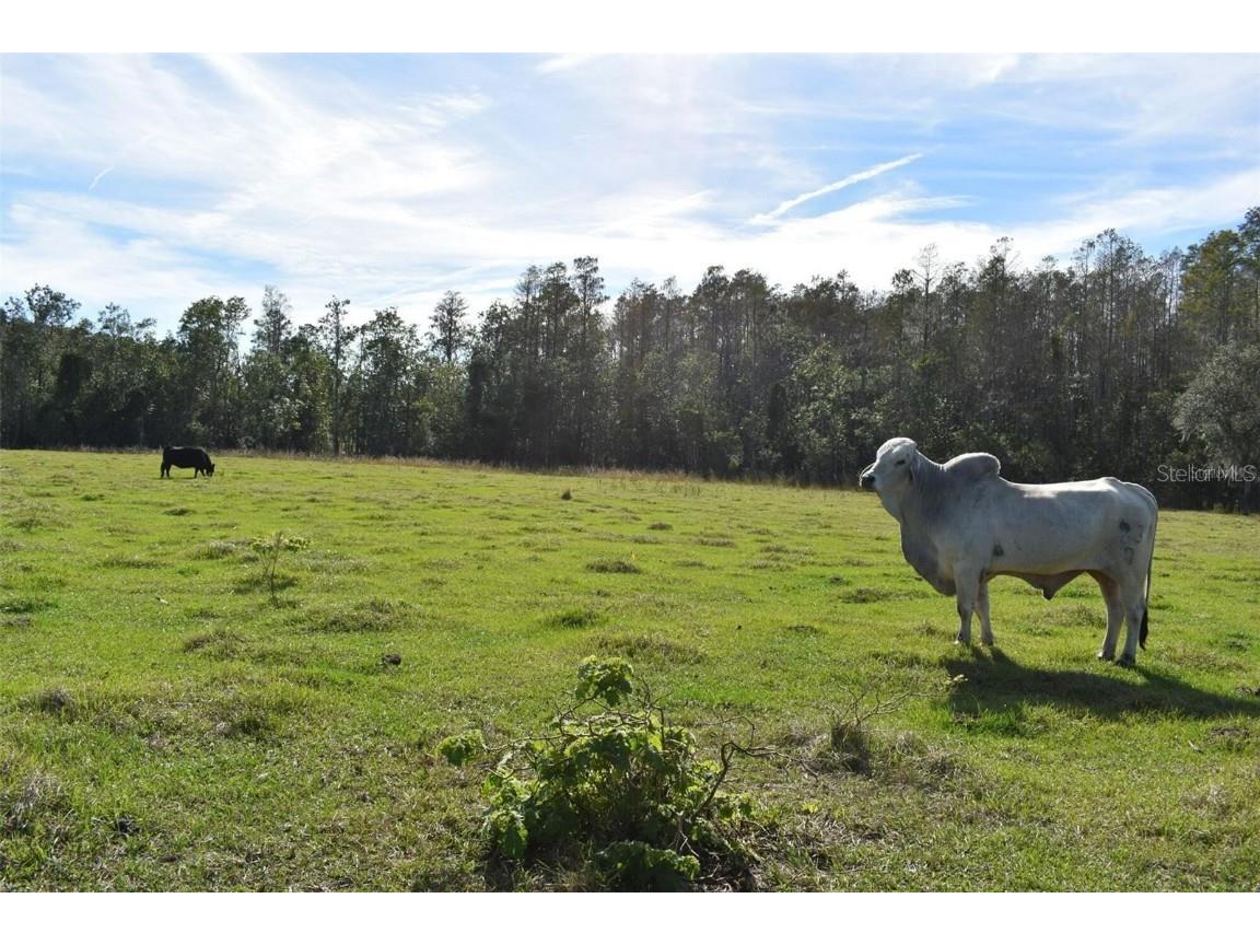 Berry Groves Rd Drive Clermont FL 34714 L4949248 image13